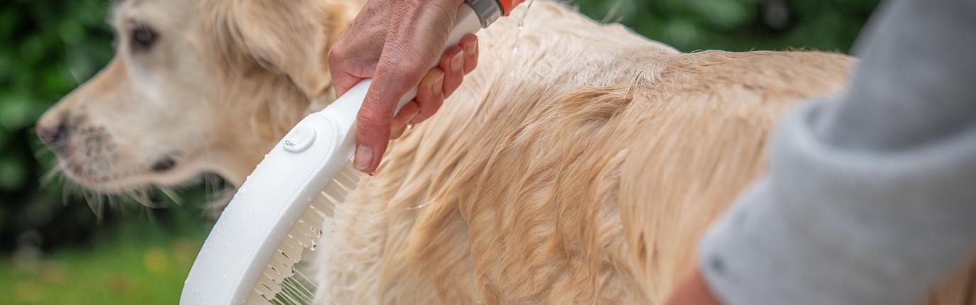 Eine Person benutzt eine weiße Bürste, um das nasse Fell eines Golden Retrievers zu reinigen.