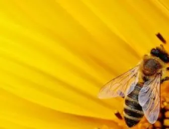 Biene auf Sonnenblume