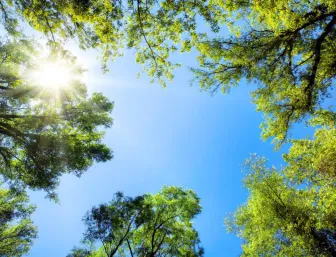 Baumkronen umrahmen den sonnigen Himmel