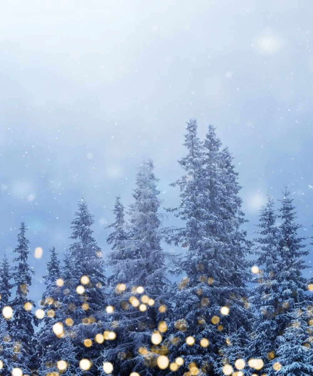 Ein verschneiter Fichtenwald bei Daemmerung.